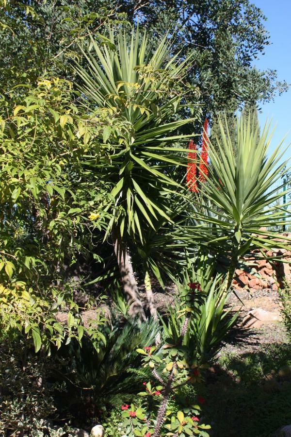 Quinta Teresinha Guest House Silves Bagian luar foto